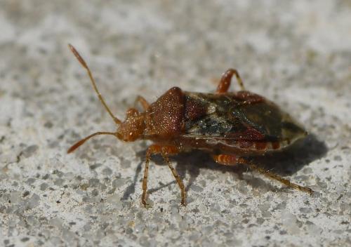 Rhopalus subrufus